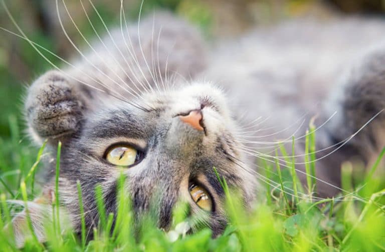 chat gris couché herbe