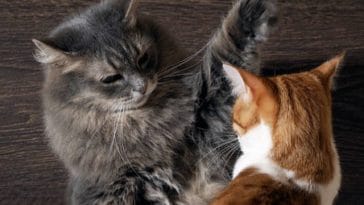 chats bagarre