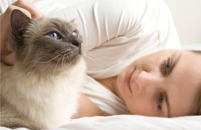 chat câlin lit femme humain