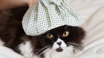 chat couché fièvre