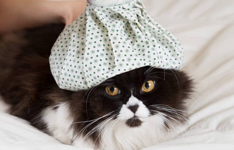 chat couché fièvre