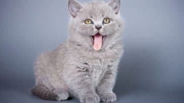 chaton gris tire langue