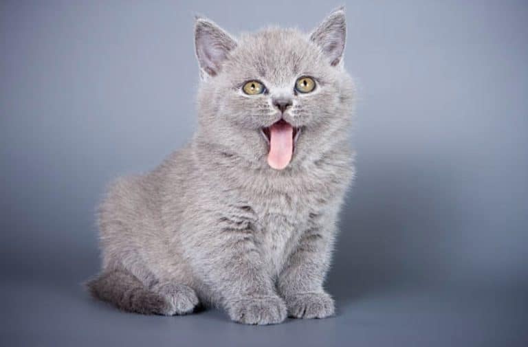 chaton gris tire langue