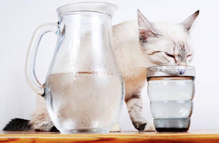 chat blanc boit eau