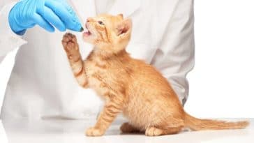chaton mange comprimé vétérinaire