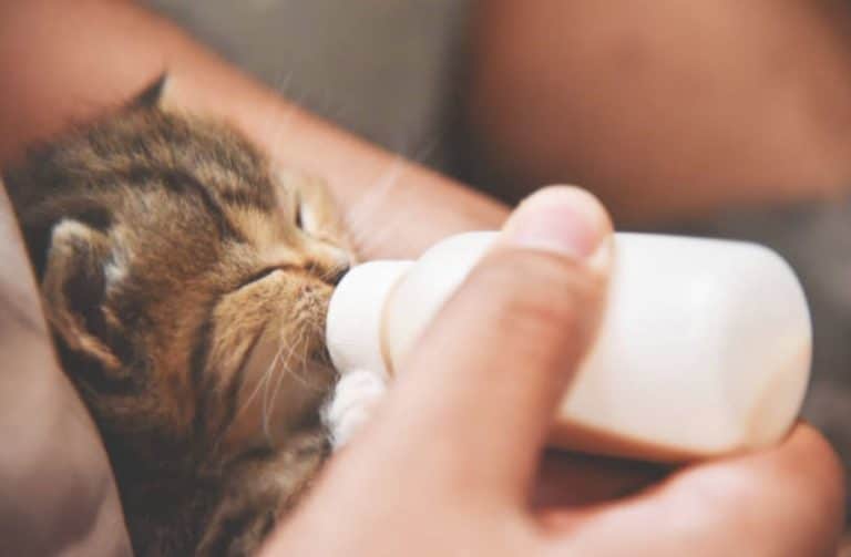 chaton biberon
