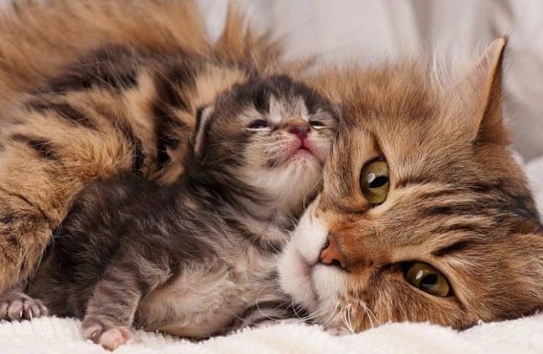 chaton chatte
