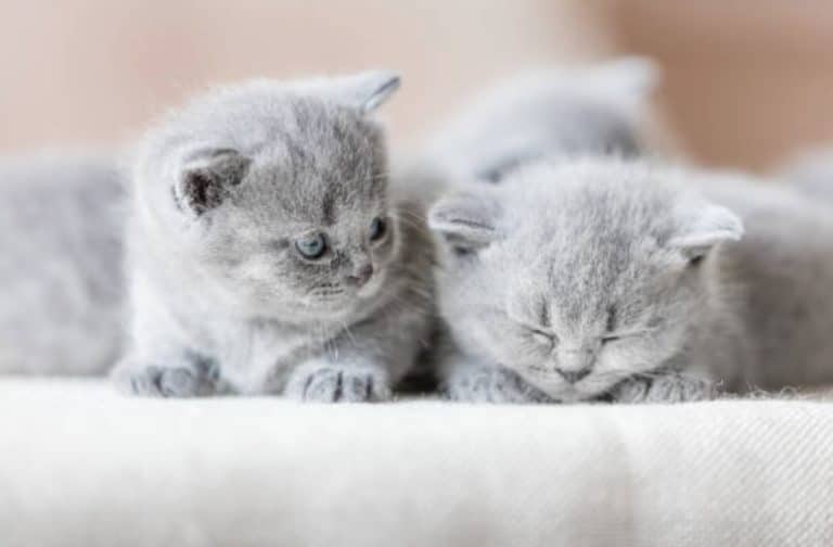chatons gris
