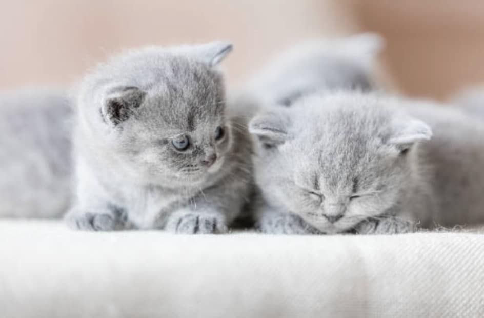 chatons gris