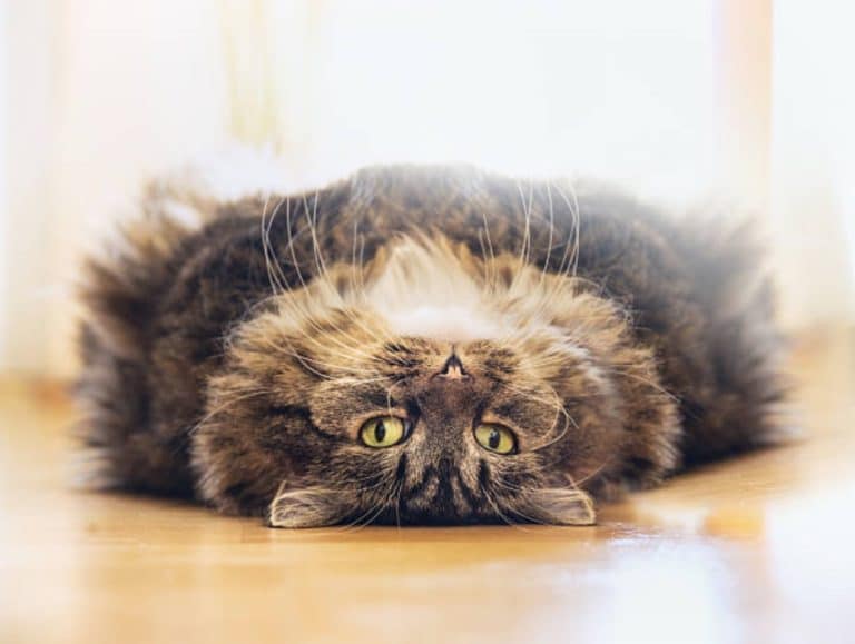 gros chat couché