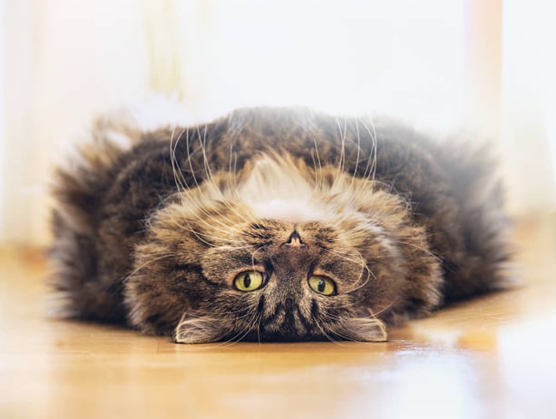 gros chat couché