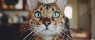 chat bengal regard