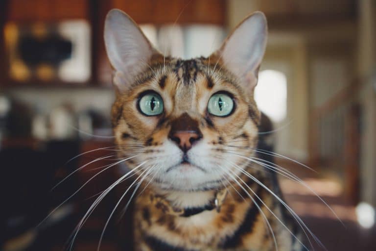 chat bengal regard