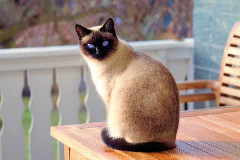 chat siamois