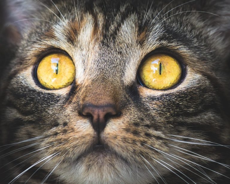 chat yeux portrait