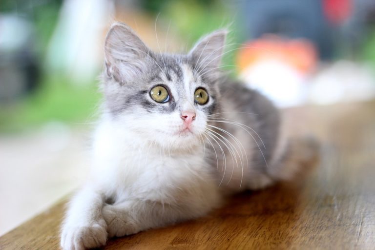 chaton couché