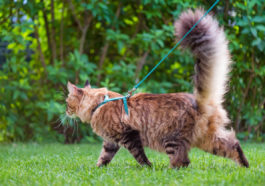 chat laisse