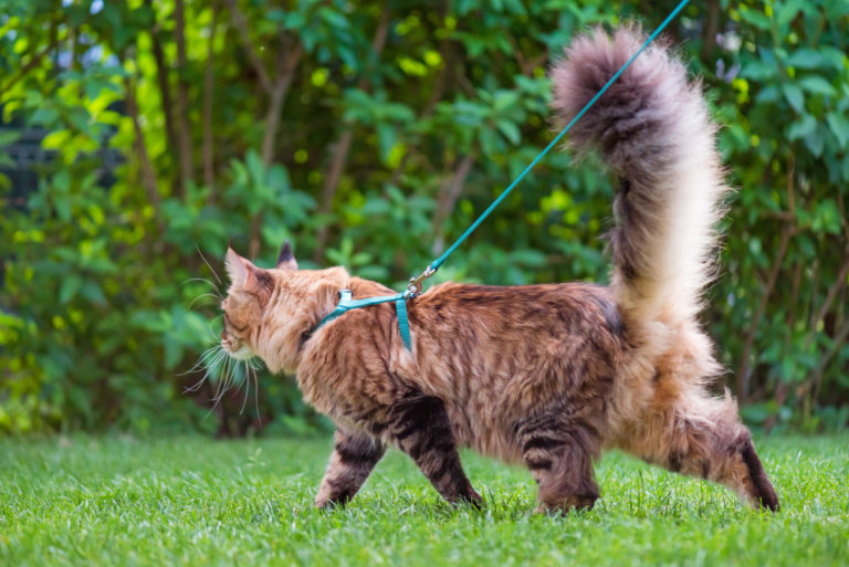 chat laisse