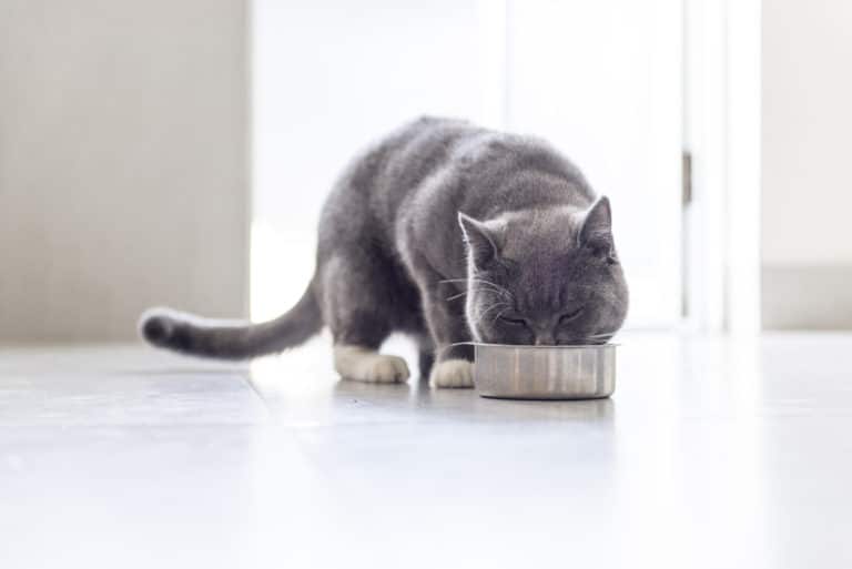 chat levure de bière