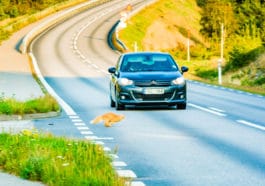 chat accident de voiture