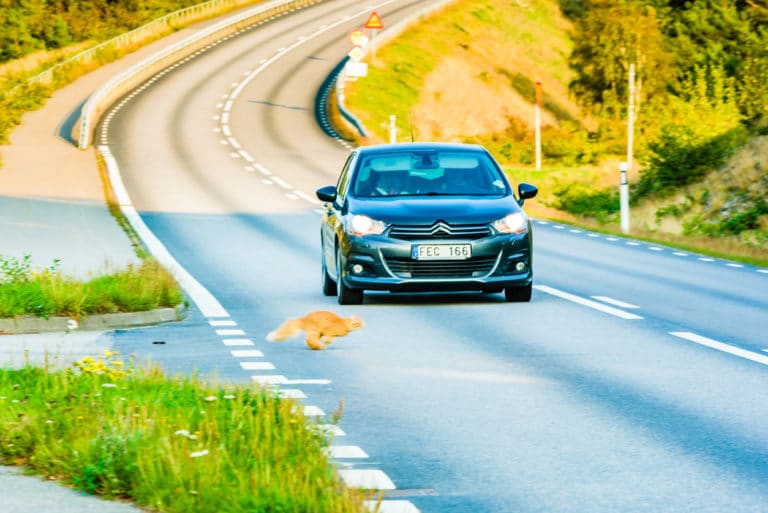 chat accident de voiture