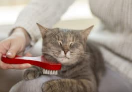 chat brosse