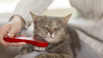 chat brosse