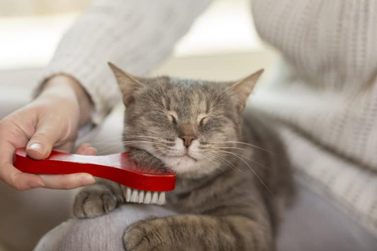 chat brosse
