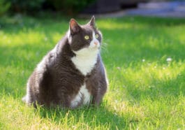 chat gros