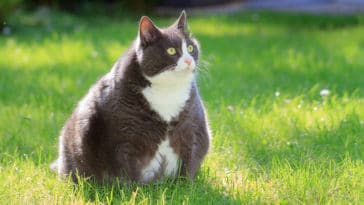 chat gros