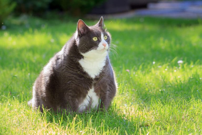 chat gros