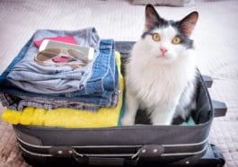 chat voyage