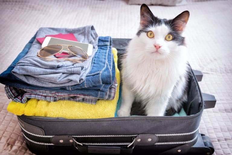 chat voyage