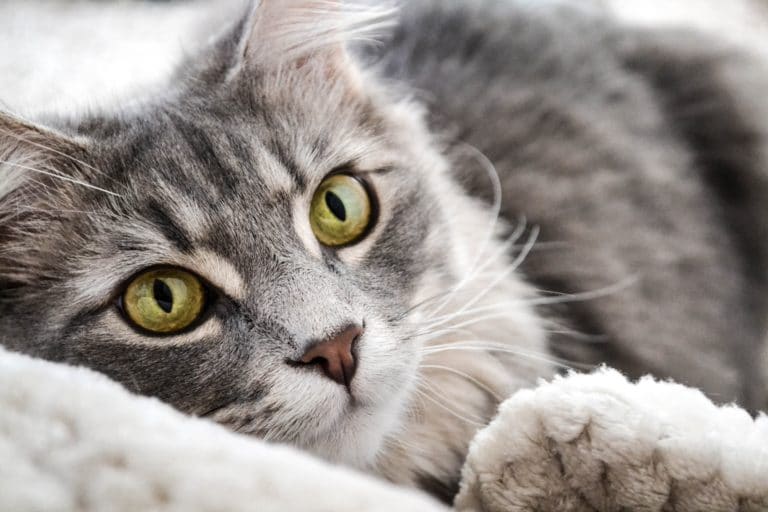 chat gris couché portrait