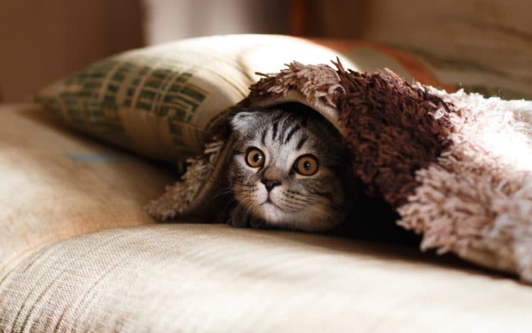 chat caché