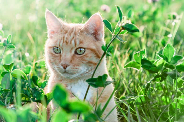 chat roux herbe soleil