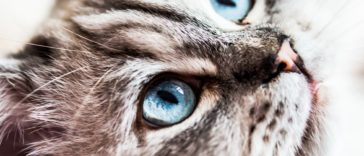 chat portrait yeux bleus