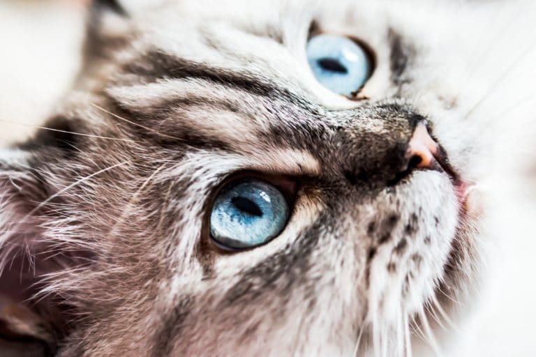chat portrait yeux bleus