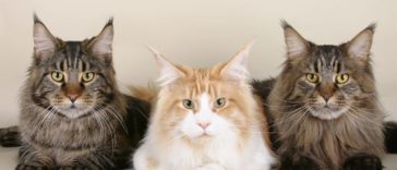 chats maine coon