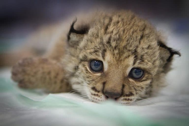 bébé lynx