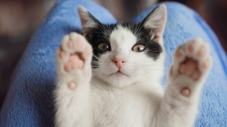 Comportement Du Chat Ma Vie De Chat