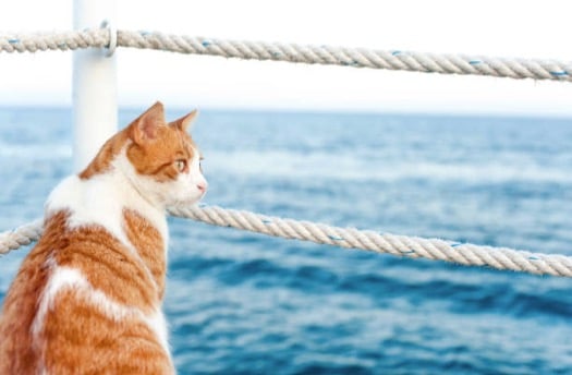 Pourquoi Les Chats Ont Ils Peur De L Eau