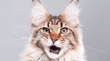 chat maine coon miaule