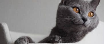 chat chartreux
