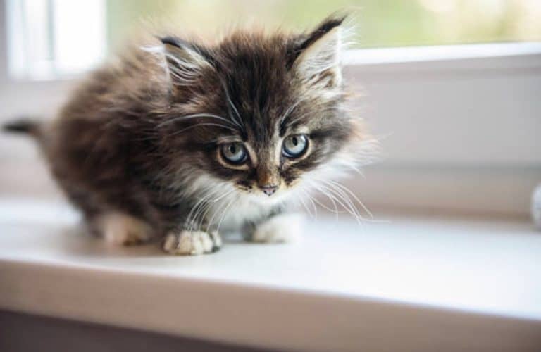 chaton triste