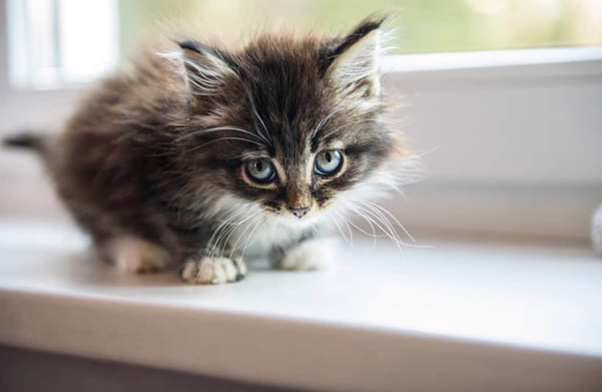 chaton triste
