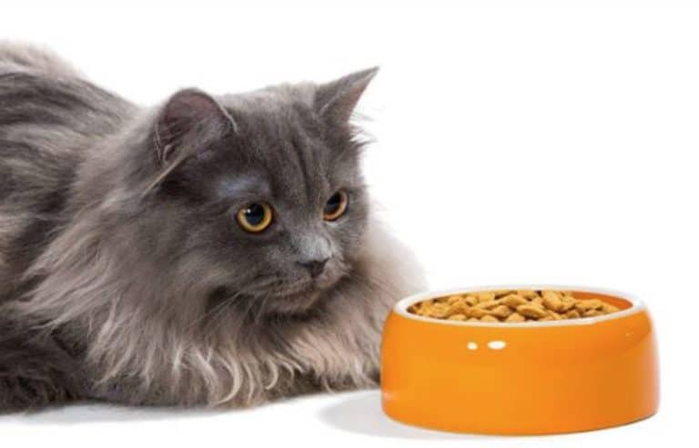 chat mange gamelle