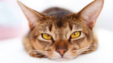 chat couché portrait