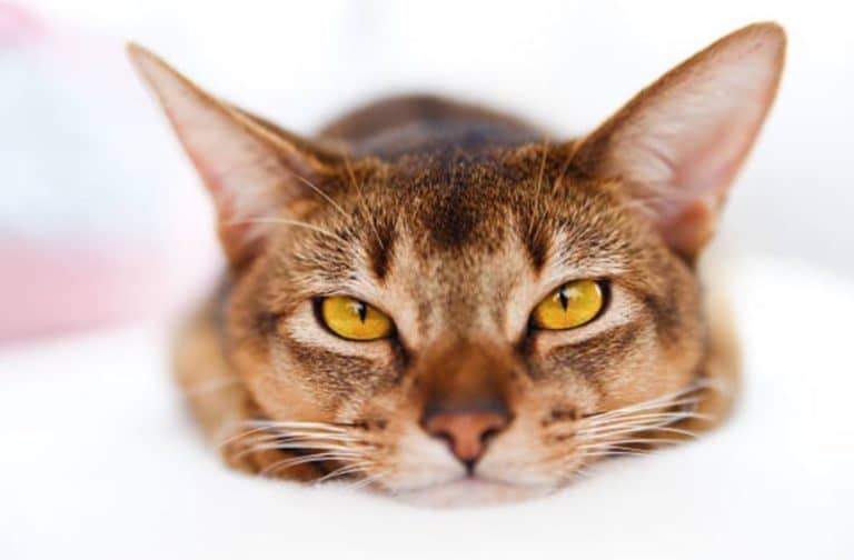 chat couché portrait