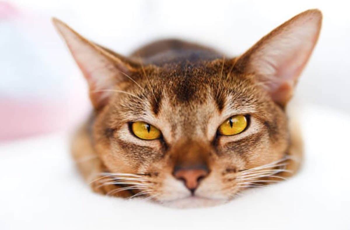 chat couché portrait